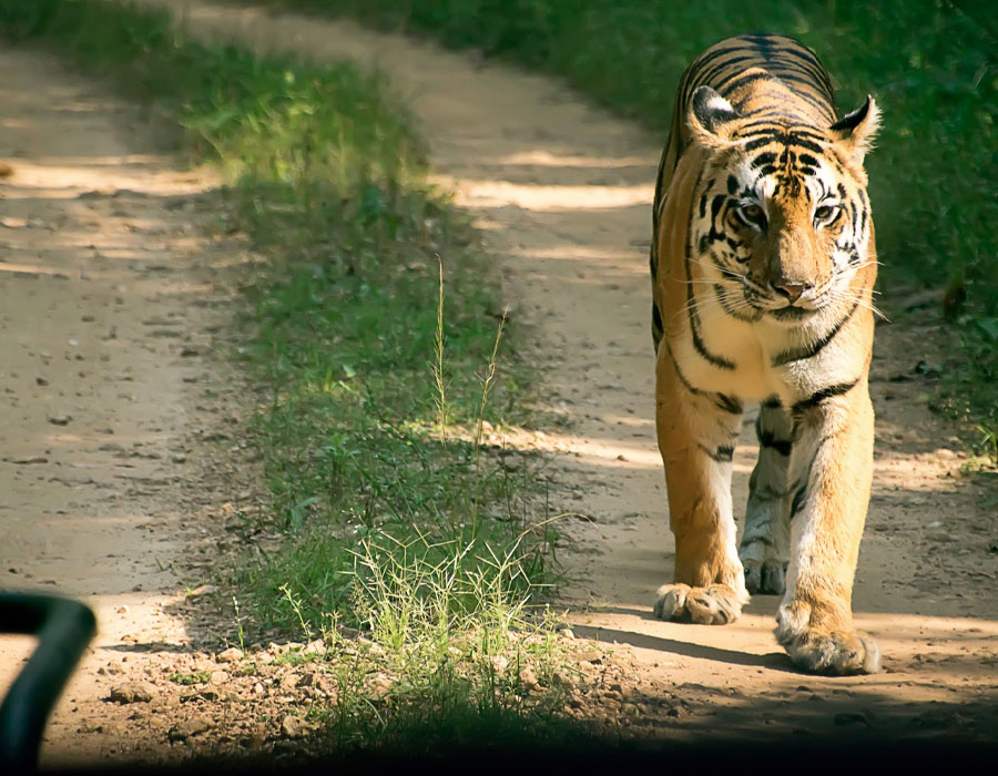 Kanha