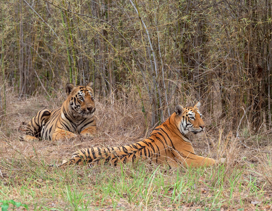 Tadoba