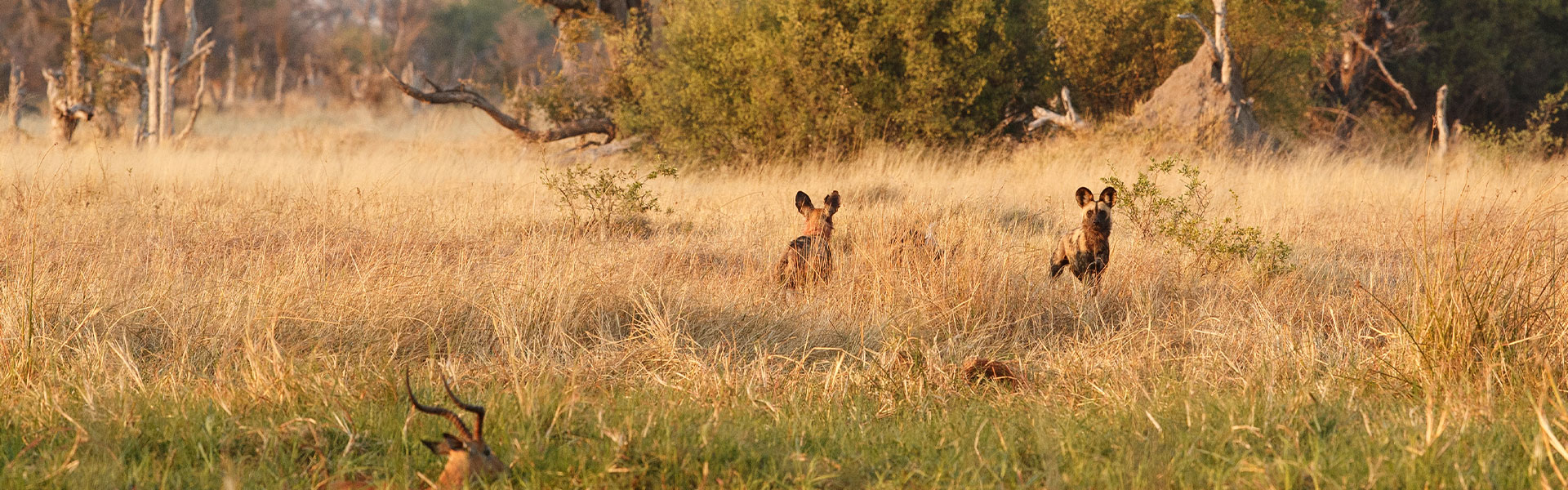 Trip to Pench National Park