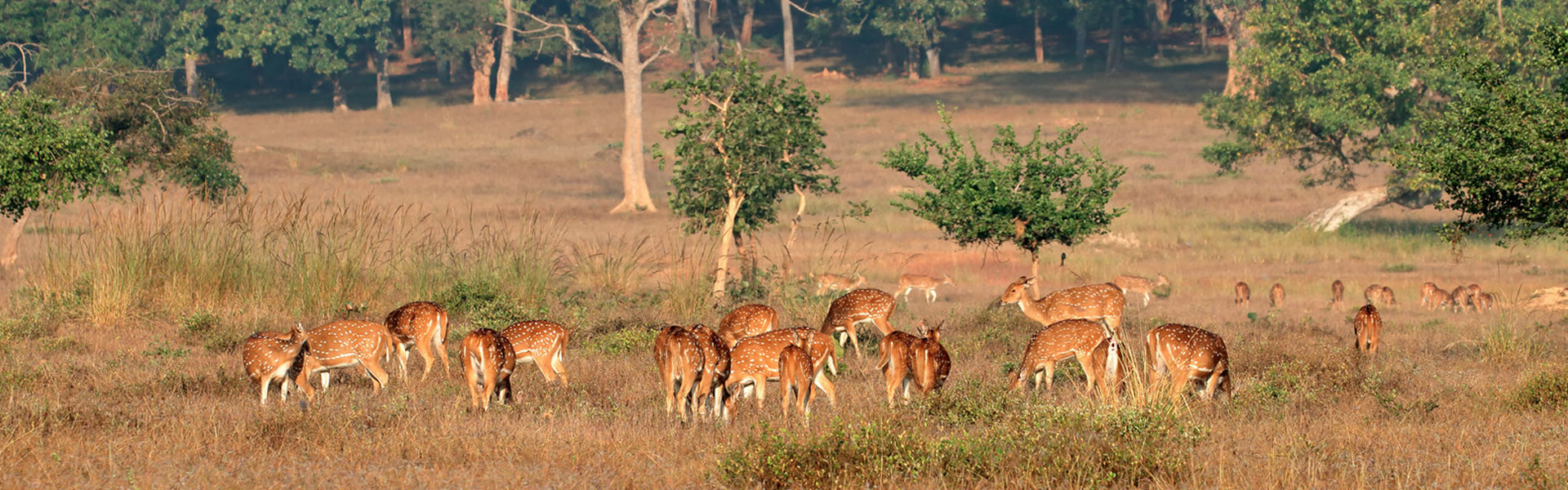 Trip to Kanha National Park