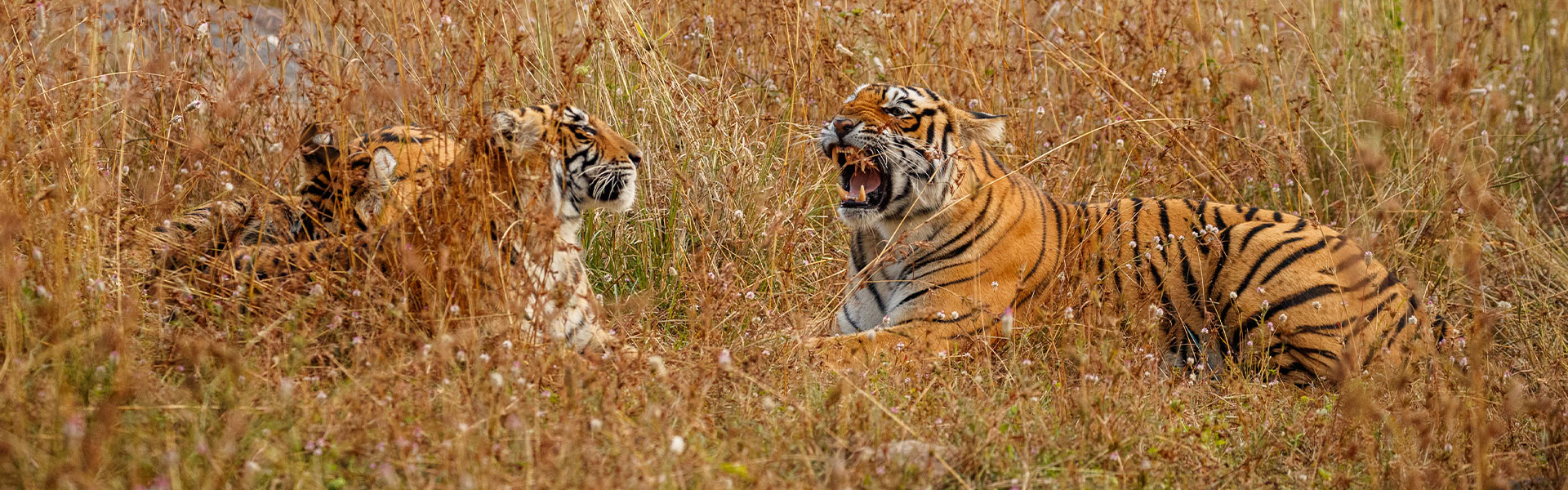 Trip to Bandhavgarh National Park